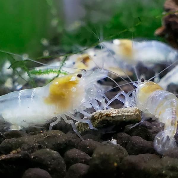 CARIDINA CRYSTAL WHITE GHOST BEE