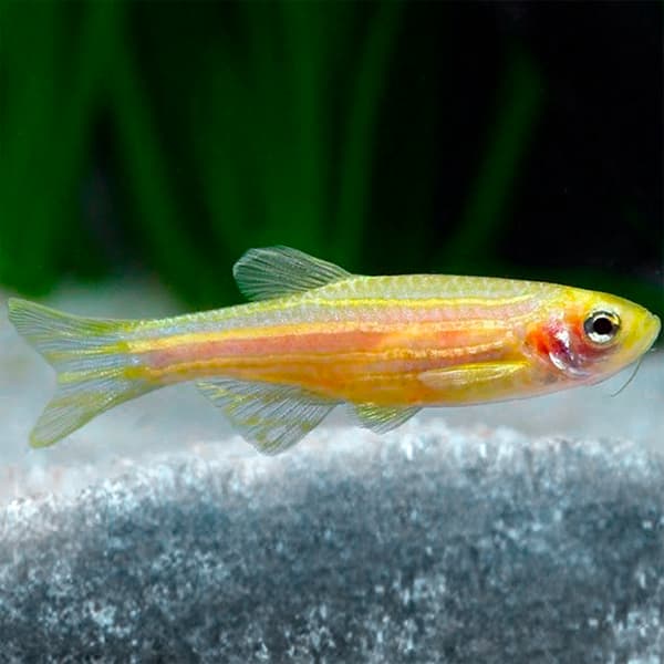 Las mejores gambas para tu acuario: El DANIO RERIO GOLD es incompatible con nuestras gambas