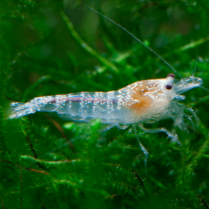 Ghost Bee Shrimp (caridina longemanni) de venta online en nascapers al mejor precio.