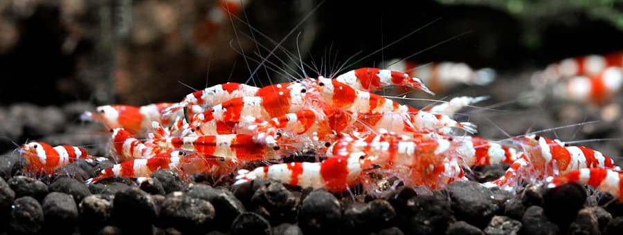 Gambas de acuario: Caridina Red Crystal