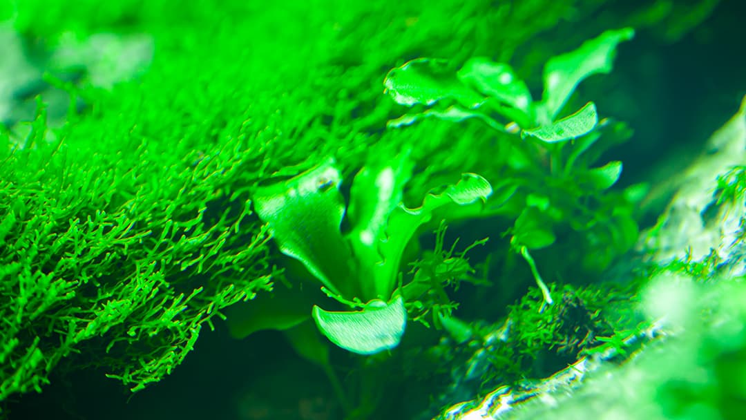 Gambas de acuario: detalle de un acuario plantado con Riccardia Chamedryfolia