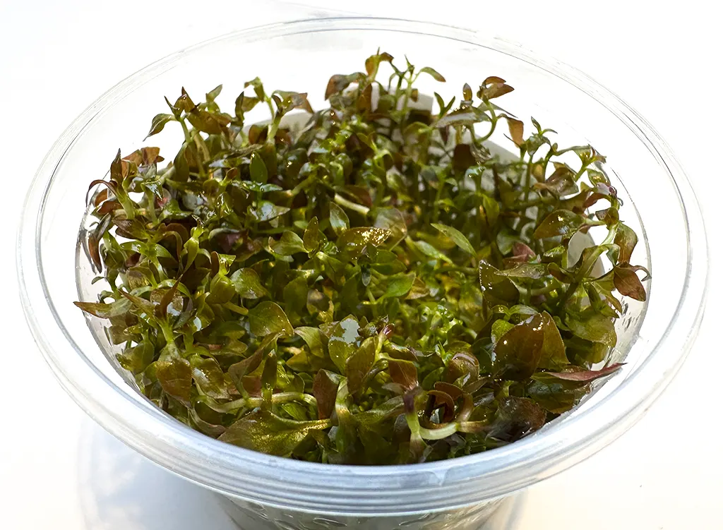 Ludwigia Palustris super mini red