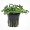 Nymphoides hydrophylla 'Taiwan' comprar en nascapers tienda online