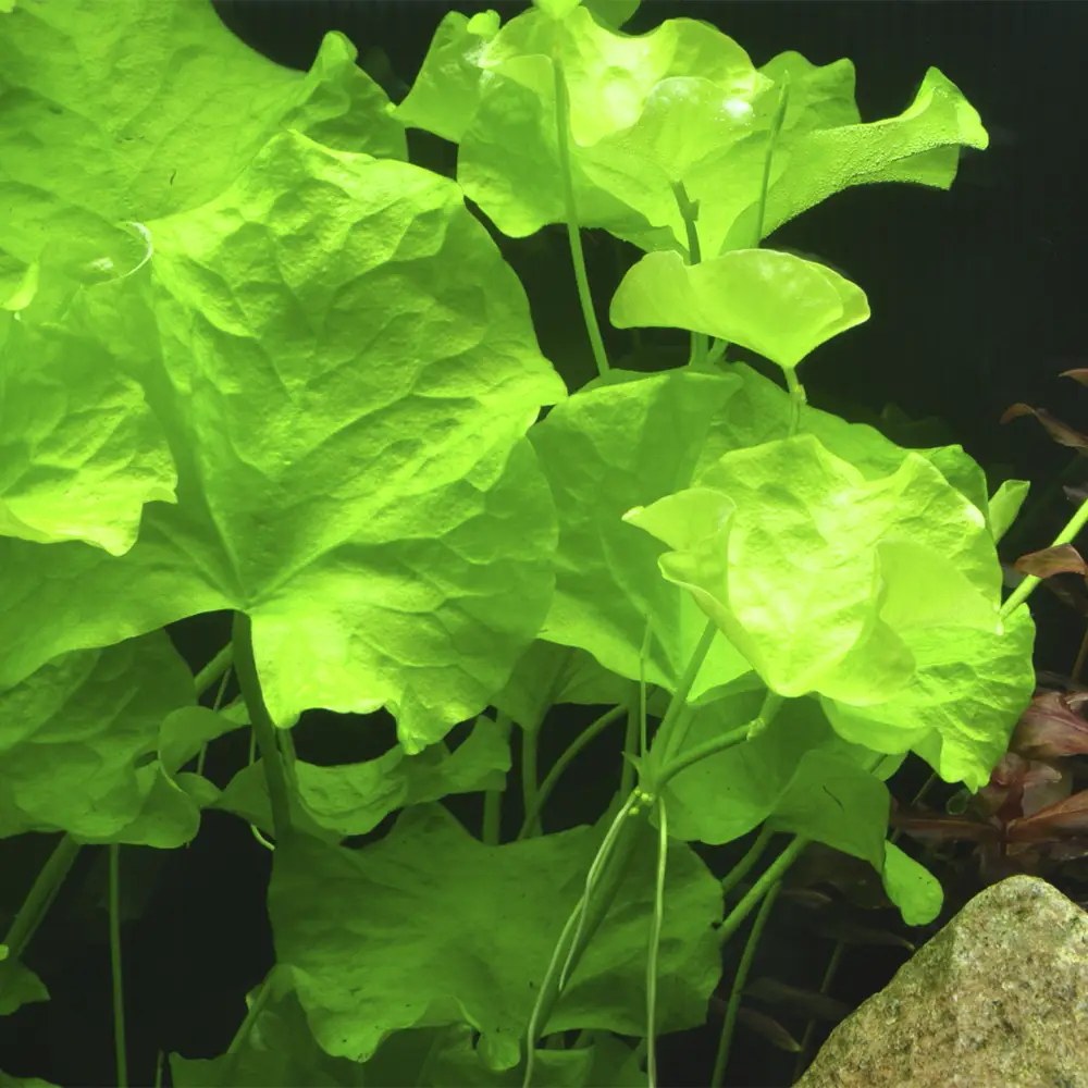 Nymphoides Hydrophylla Taiwan