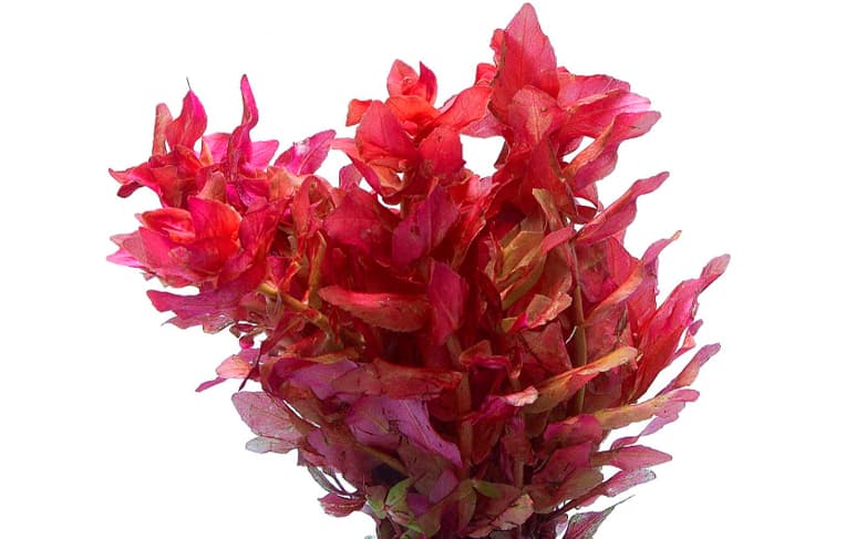 ROTALA MACRANDRA