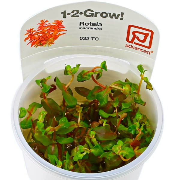 ROTALA MACRANDRA IN VITRO