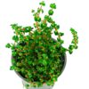 ROTALA SP PEARL