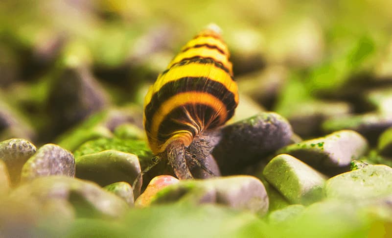 ANENTOME HELENA: El caracol que come caracoles