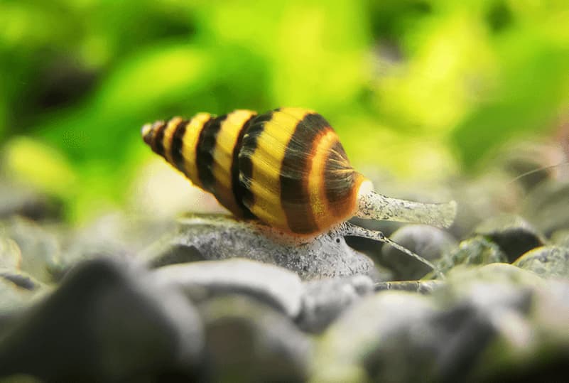 ANENTOME HELENA: El caracol que come caracoles