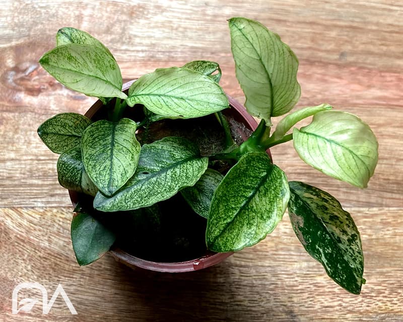 Plantas singulares para tu acuario, anubias sp white pinto