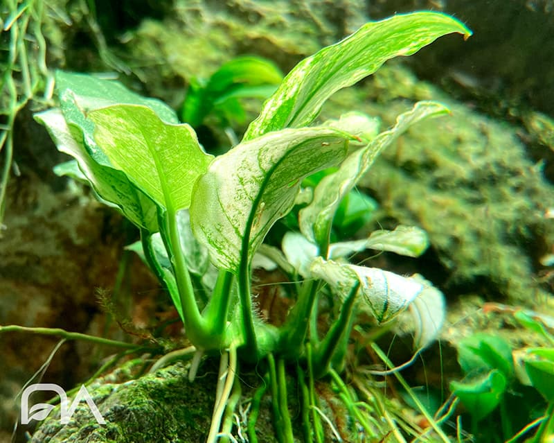 Plantas peculiares para tu acuario: ANUBIAS WHITE PINTO