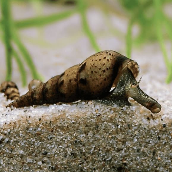 caracol tuberculata