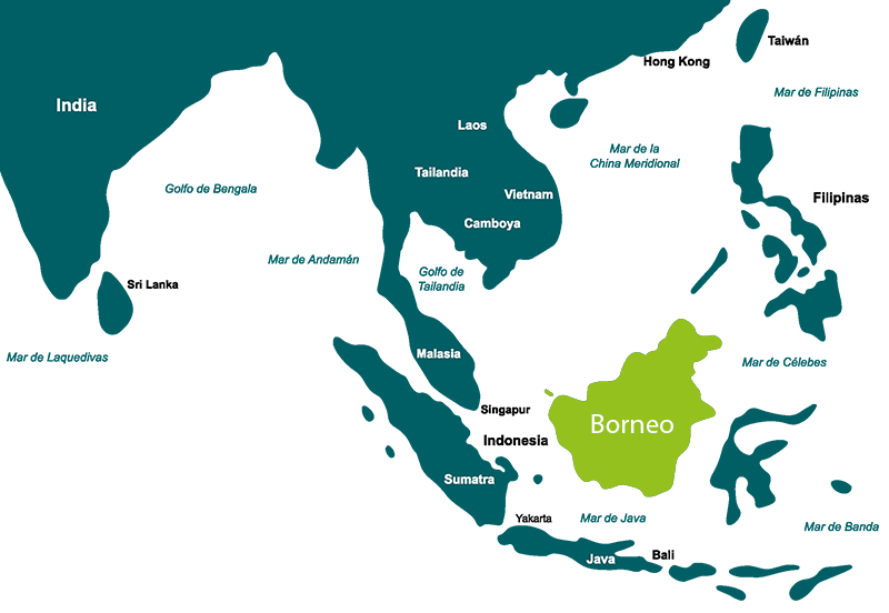 Las bucephalandra proceden de Borneo, una isla del archipiélago malayo en en sureste asiático