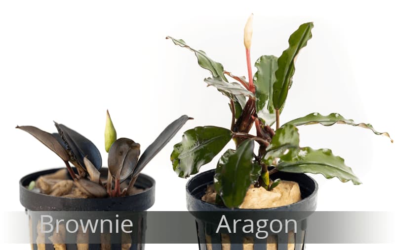 Hay grandes diferencias entre las distintas variedades, como ejemplo bucephalandra brownie y aragon