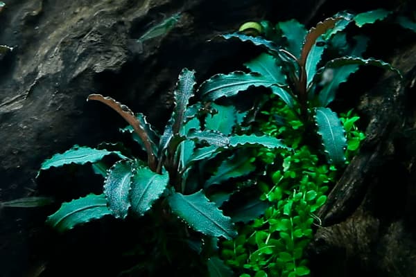 BUCEPHALANDRA PARA TU ACUARIO PLANTADO