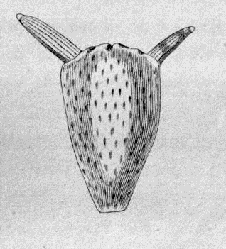 Estambres de una bucephalandra, tienen forma de cabeza de toro con las anteras en forma de cuernos