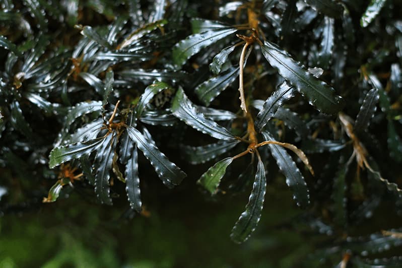 Grupo de bucephalandra cultivadas en emergido en un terrario