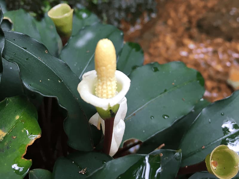 Bucephalandra en flor