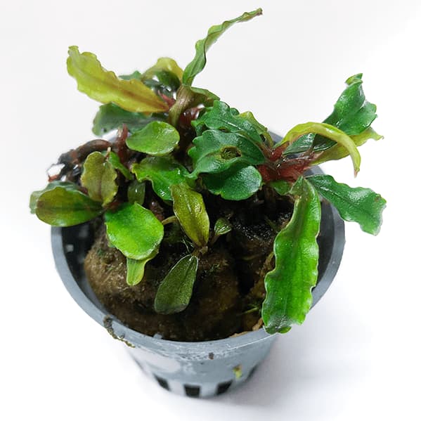 Comprar BUCEPHALANDRA SP MIX