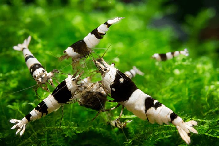 Las mejores gambas para tu acuario: CARIDINA CRYSTAL BLACK