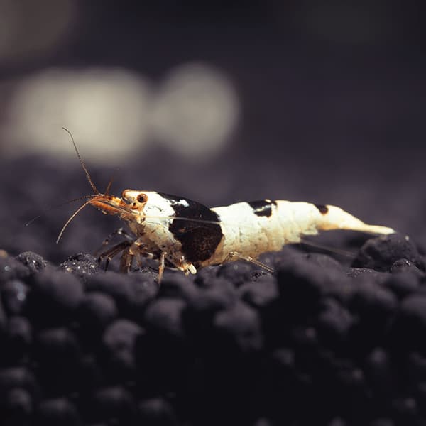 caridina crystal black