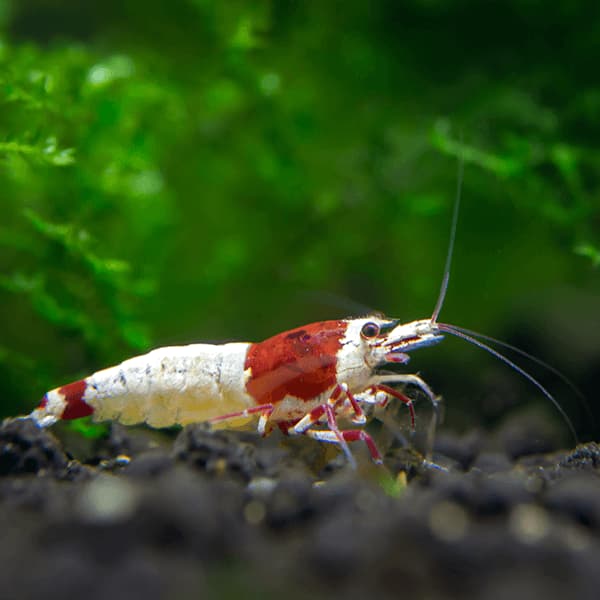 caridina crystal red