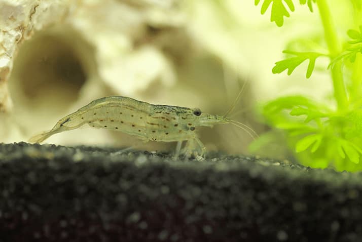 Las mejores gambas para tu acuario: CARIDINA JAPONICA MULTIDENTATA (AMANO)