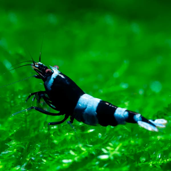 CARIDINA KING KONG BLACK