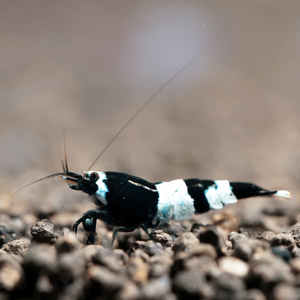 CARIDINA PANDA