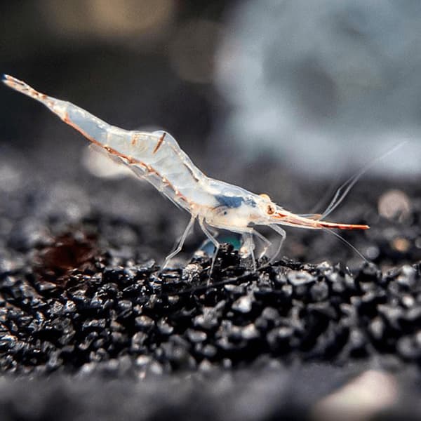 CARIDINA PINOCHO