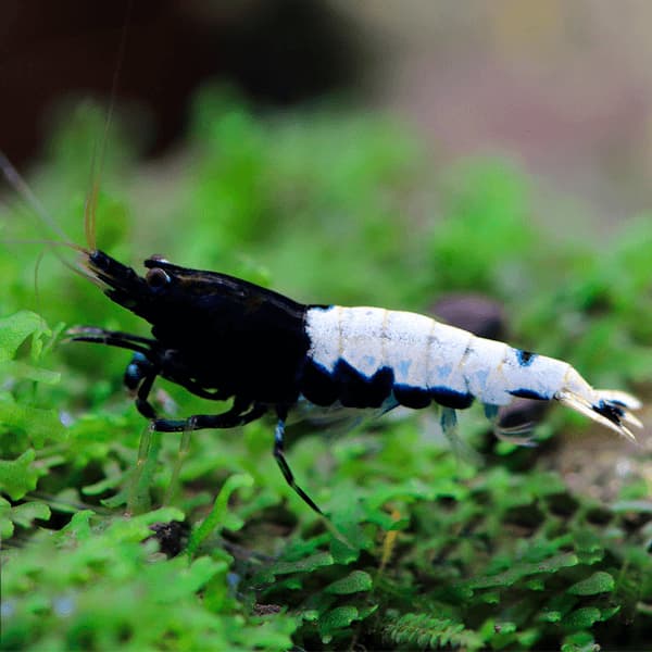 CARIDINA PINTO BLACK