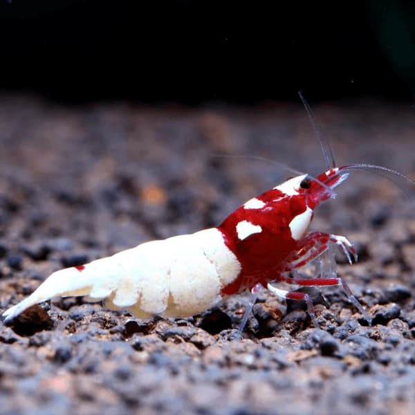 CARIDINA PINTO RED