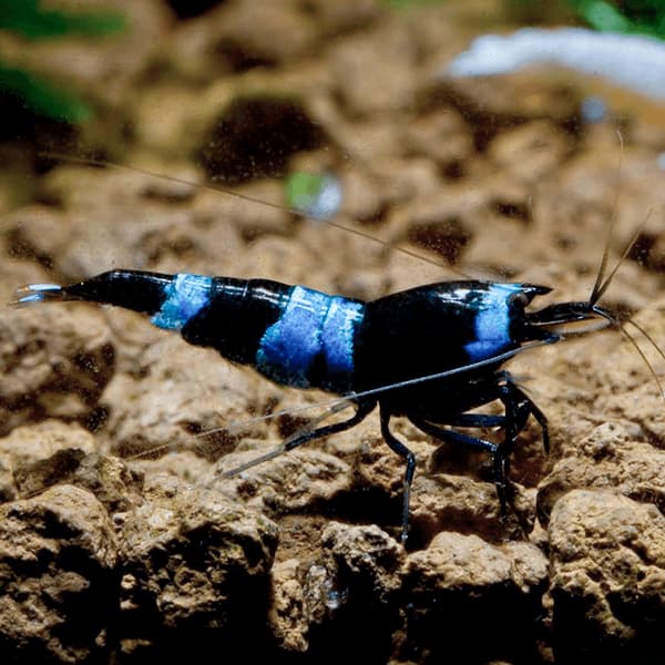 CARIDINA TAIWAN BEE BLUE PANDA