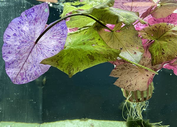 Nymphaea Tiger Lotus Red Zenkeri