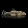 Pleco de Borneo nascapers.es