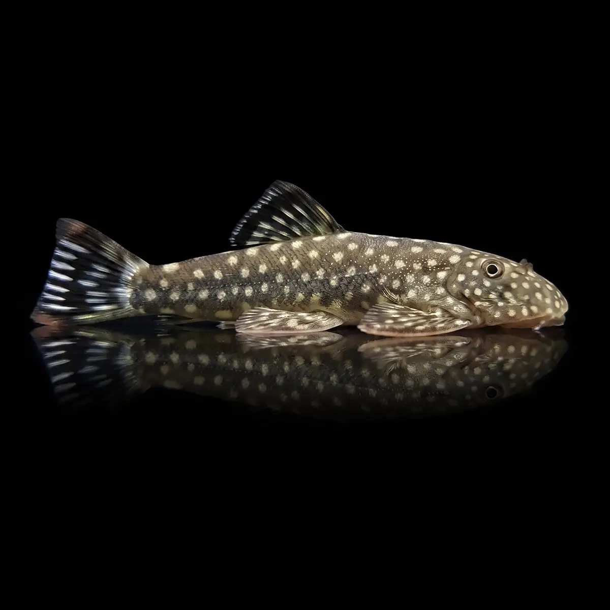 Pleco de Borneo nascapers.es