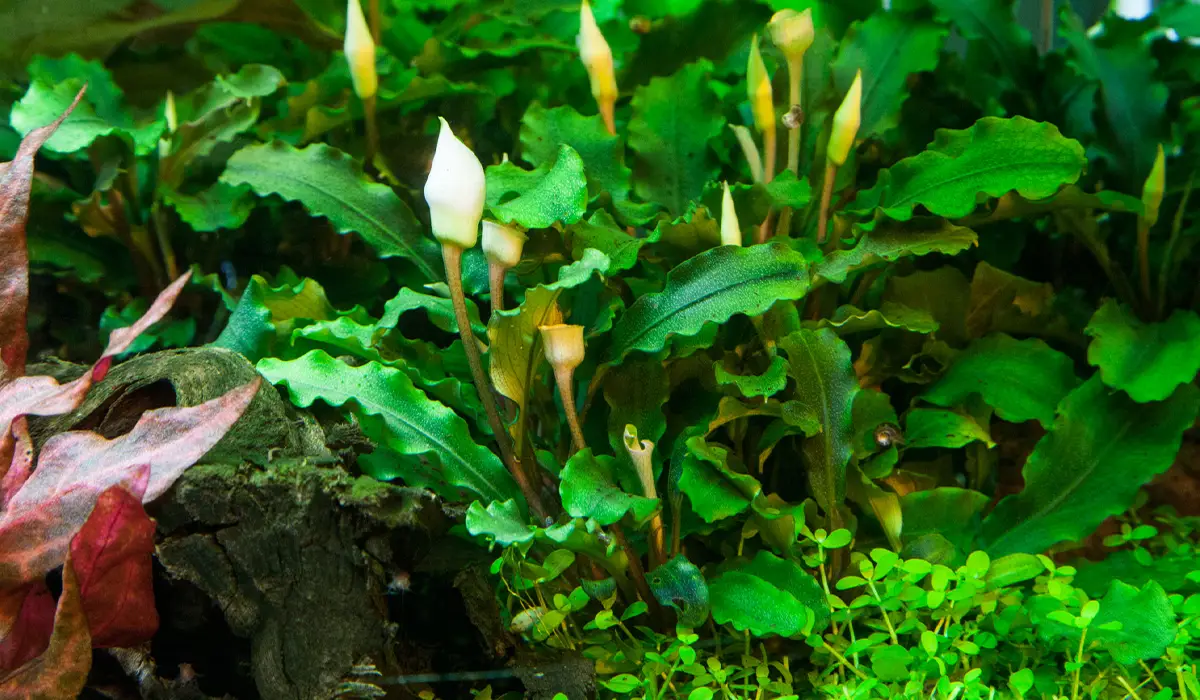 Bucephalandra Pygmaea Bukit Kelam