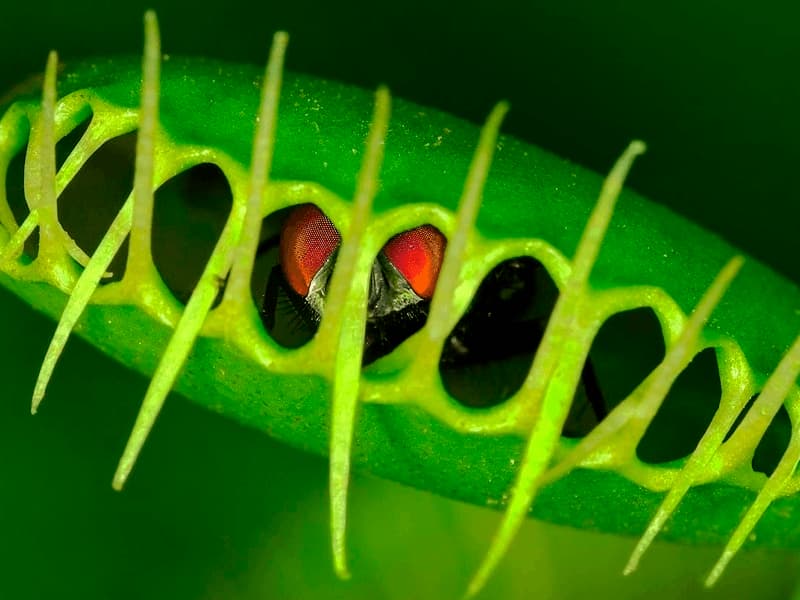 COMPRAR PLANTAS CARNÍVORAS DIONAEA MUSCIPULA: Comiendo una mosca