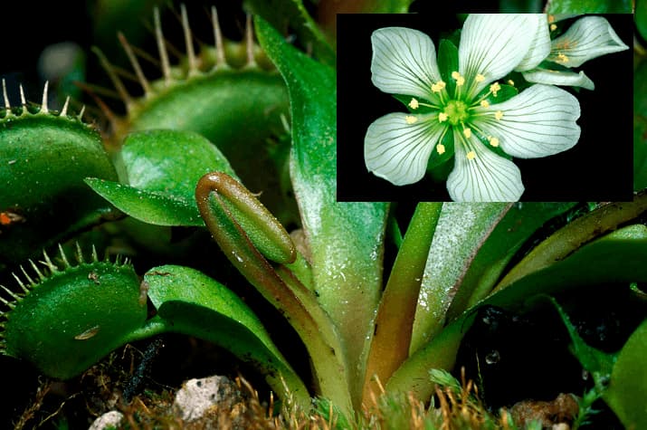 COMPRAR PLANTAS CARNÍVORAS DIONAEA MUSCIPULA con una flor blanca de cinco pétalos