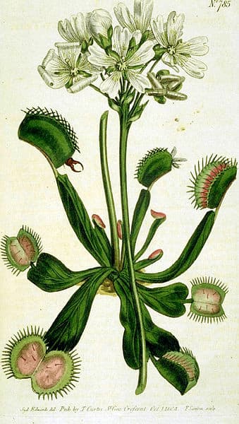 COMPRAR PLANTAS CARNÍVORAS DIONAEA MUSCIPULA, ilustración hecha a mano