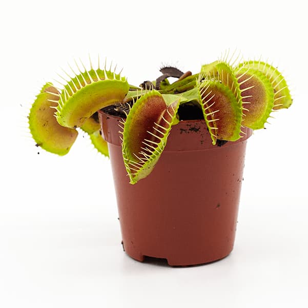 Dionaea muscipula en maceta con fondo blanco