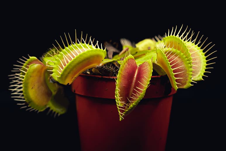 DIONAEA MUSCIPULA en MACETA