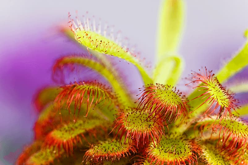 COMPRAR PLANTAS CARNÍVORAS DIONAEA MUSCIPULA