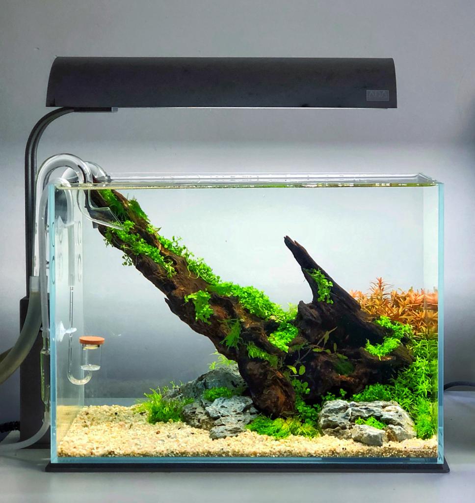 Acuario plantado equilibrado. Ciclo de nitrógeno estable.