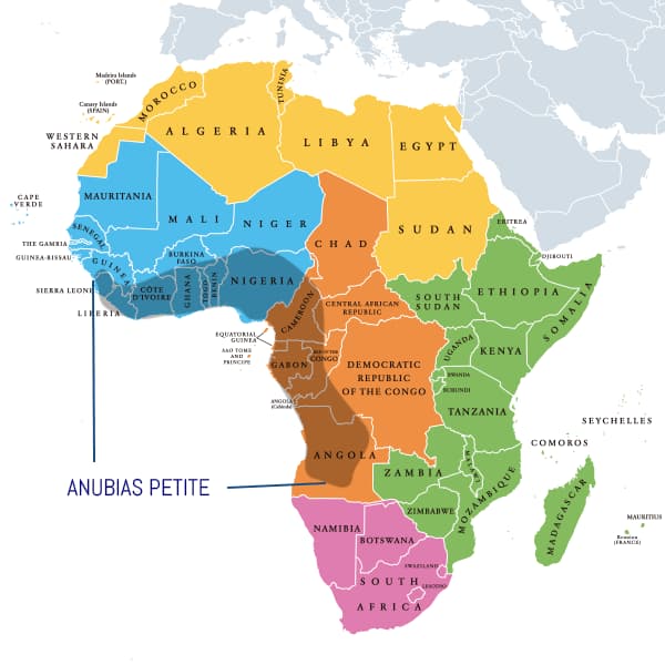 Zonas donde habitan habitualmente las anubias, del norte de Sierra Leona al sur de Angola.