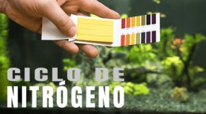 CICLO DE NITRÓGENO EN LOS ACUARIOS PLANTADOS: Todo lo que debes saber