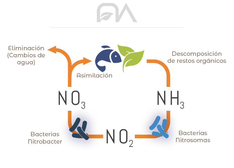 ciclo del nitrógeno, esquema