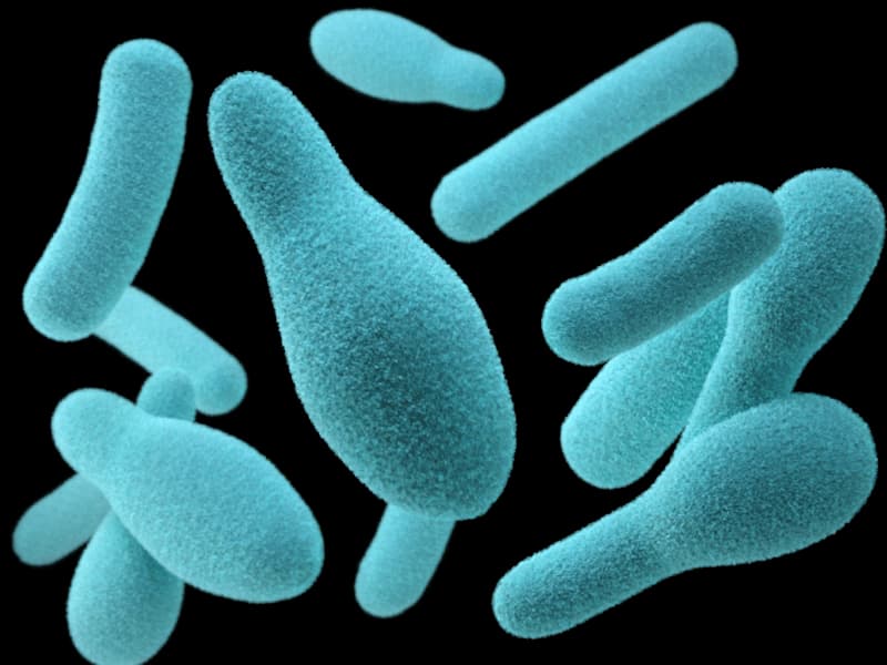 flora-bacteriana-ciclo-nitrogeno