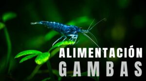 alimentación gambas acuario