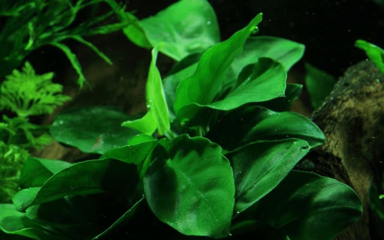 Anubias barteri nana en un acuario de agua fría